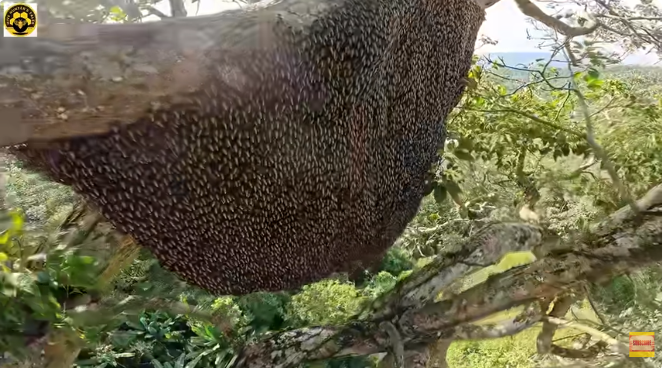 Extreme wild honey hunt harvesting 2 honeycombs from a giant ancient tree