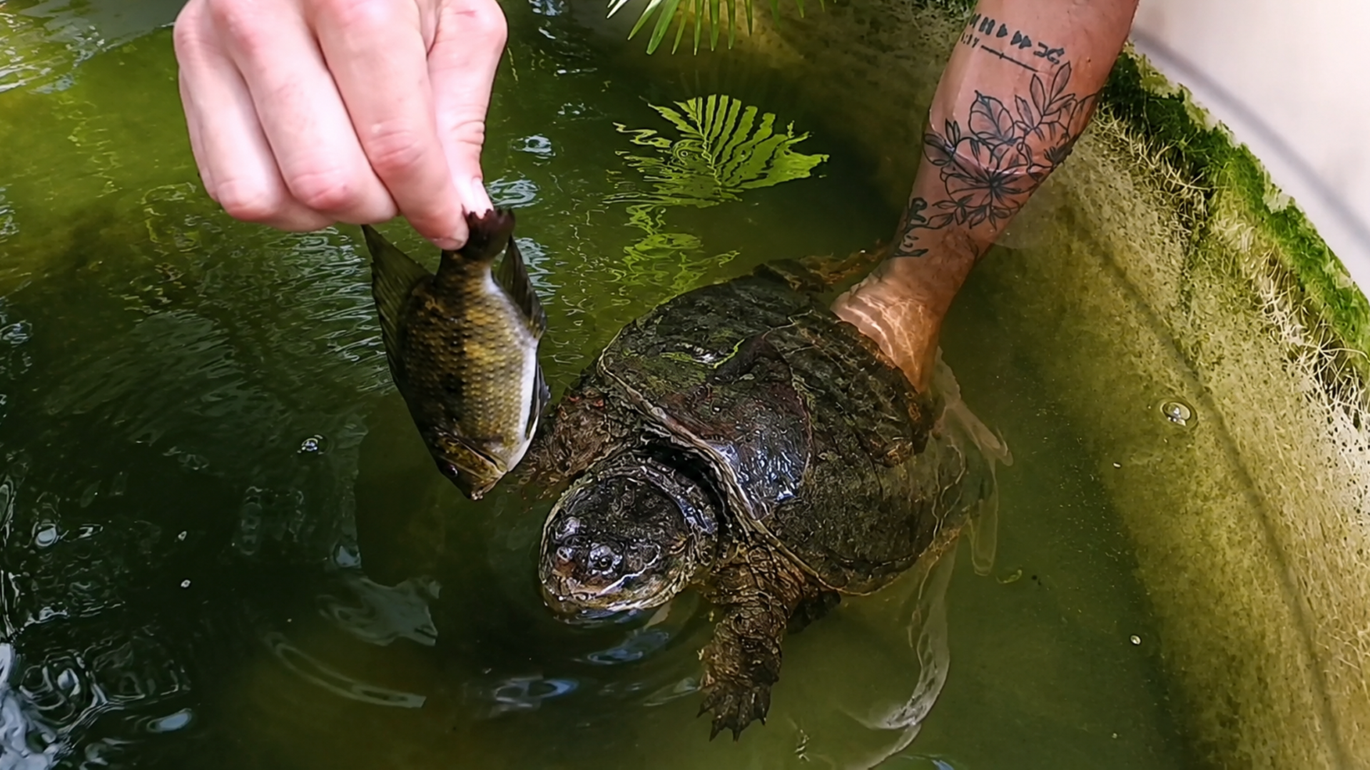 Feeding the biggest snapping turtles!