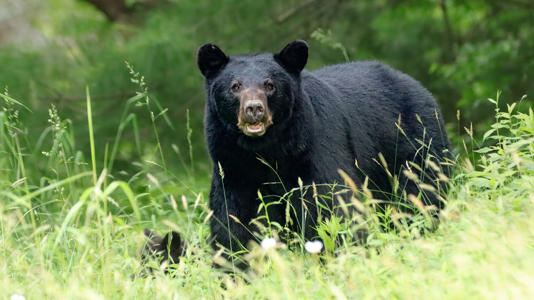 Tourists in this popular national park keep feeding the bears and it's ridiculously dangerous