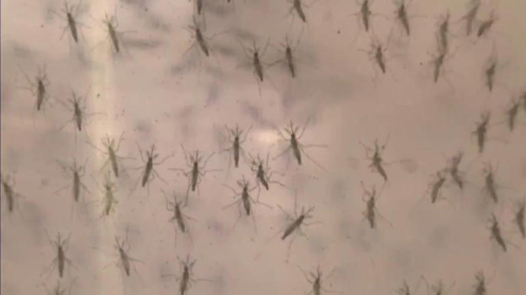 West Nile virus on rise in Pima County