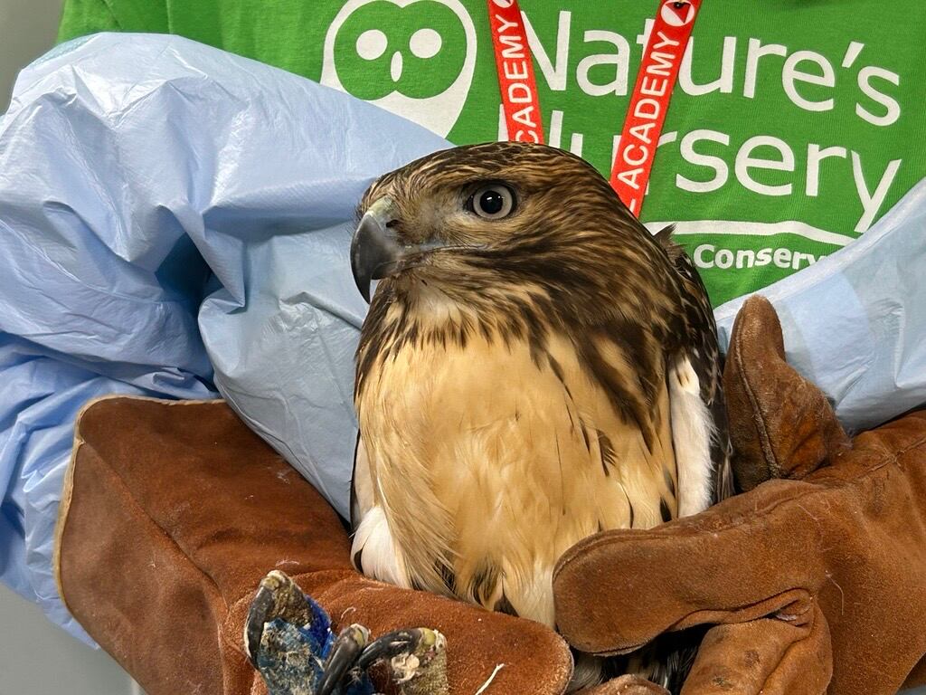 Nature's Nursery is soaring to a record thanks in part to a large influx of raptors