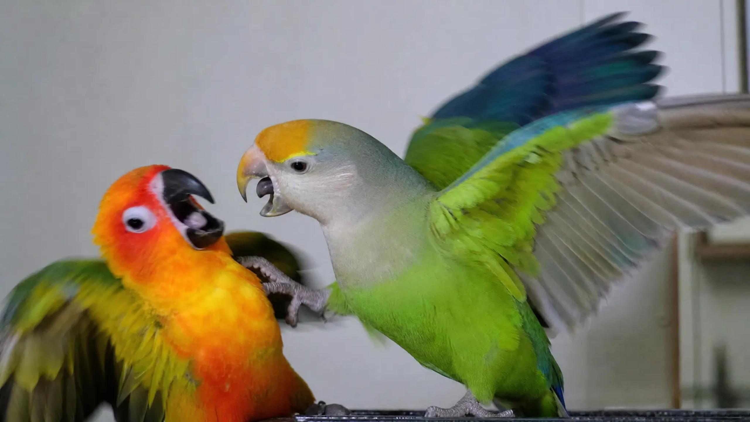 Top 1 anime betrayals chaotic feathered gremlins trade wings for ...