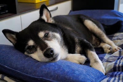 犬の『終活』ですべきこと6選 最初にしなければならないことやお別れ前に必要な準備まで