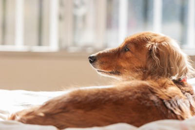 犬の『終活』ですべきこと6選 最初にしなければならないことやお別れ前に必要な準備まで
