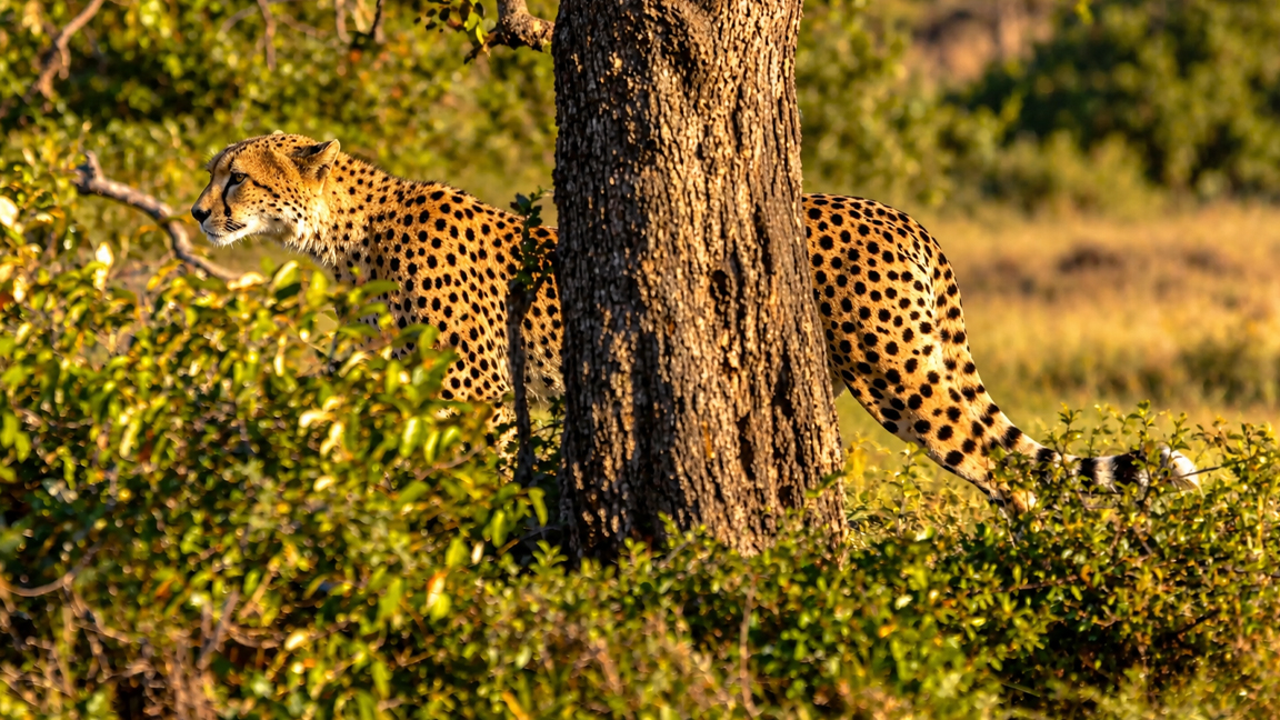 Cheetah moves quietly through the African bush