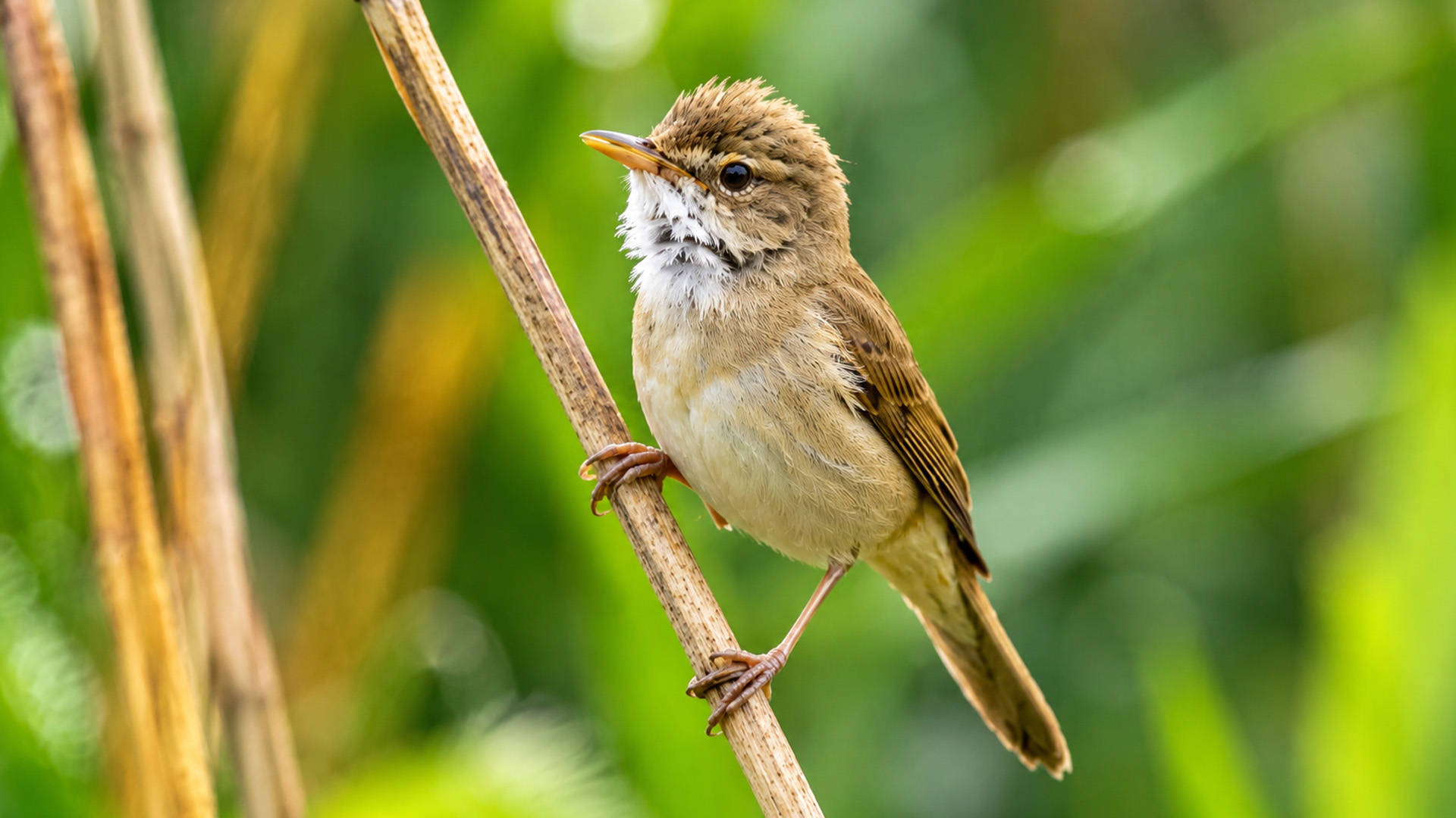 Une petite fauvette observée sur un roseau par caméra cachée