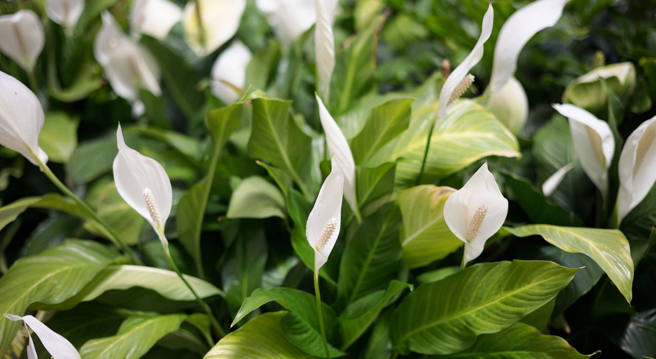 What to do with your peace lily in September to keep it green, healthy and blooming