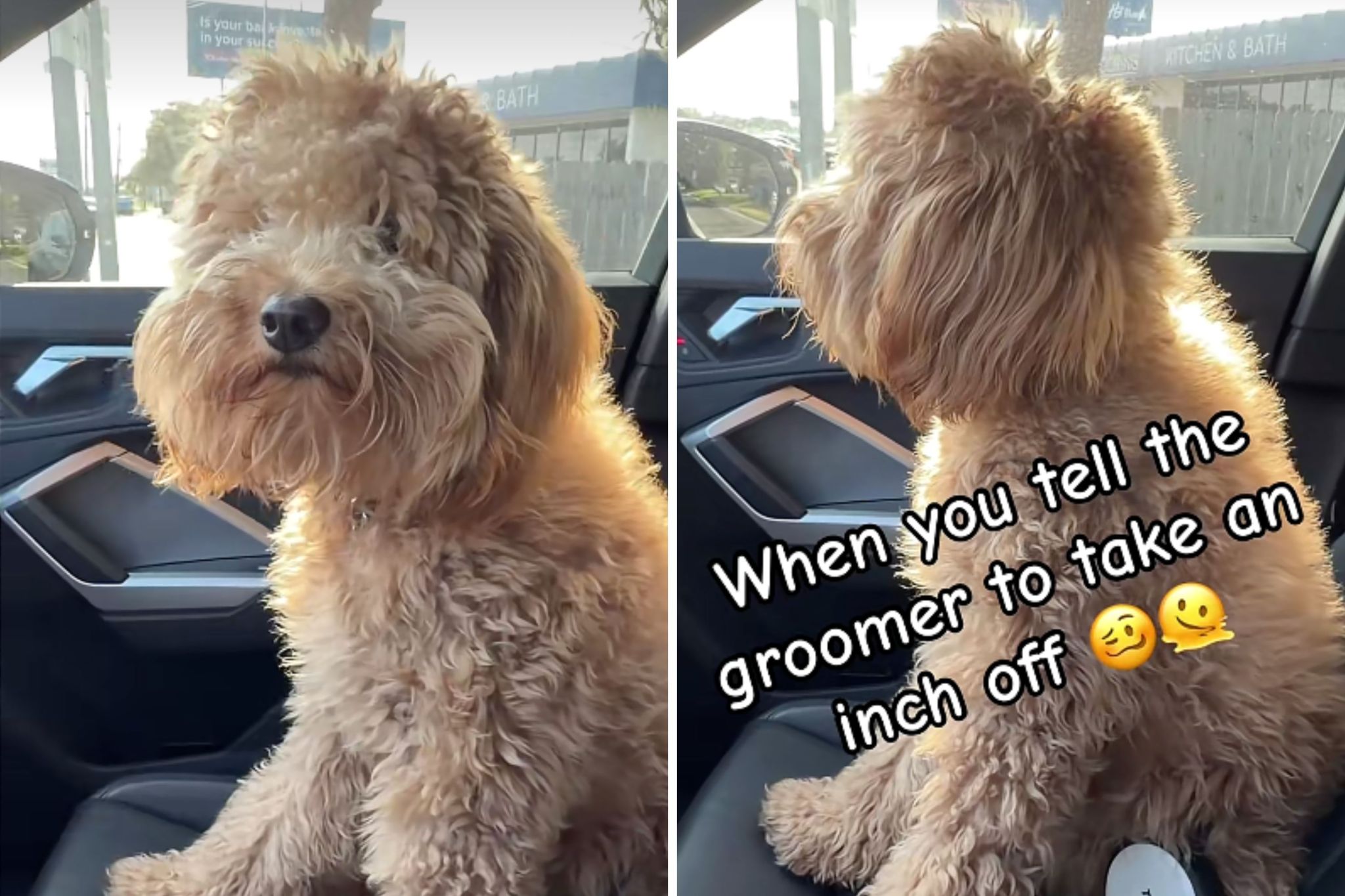 Goldendoodle goes to groomers, owner horrified by what comes back