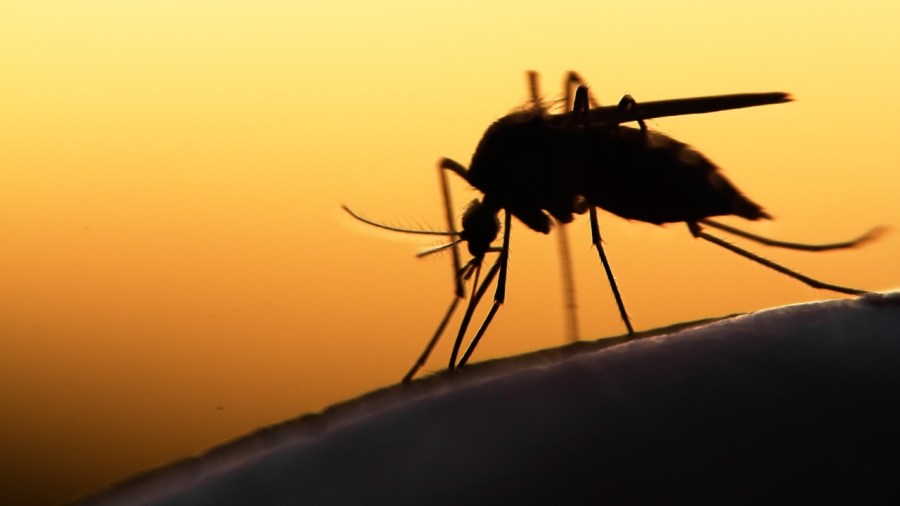 More mosquitoes test positive for West Nile virus in Mercer County