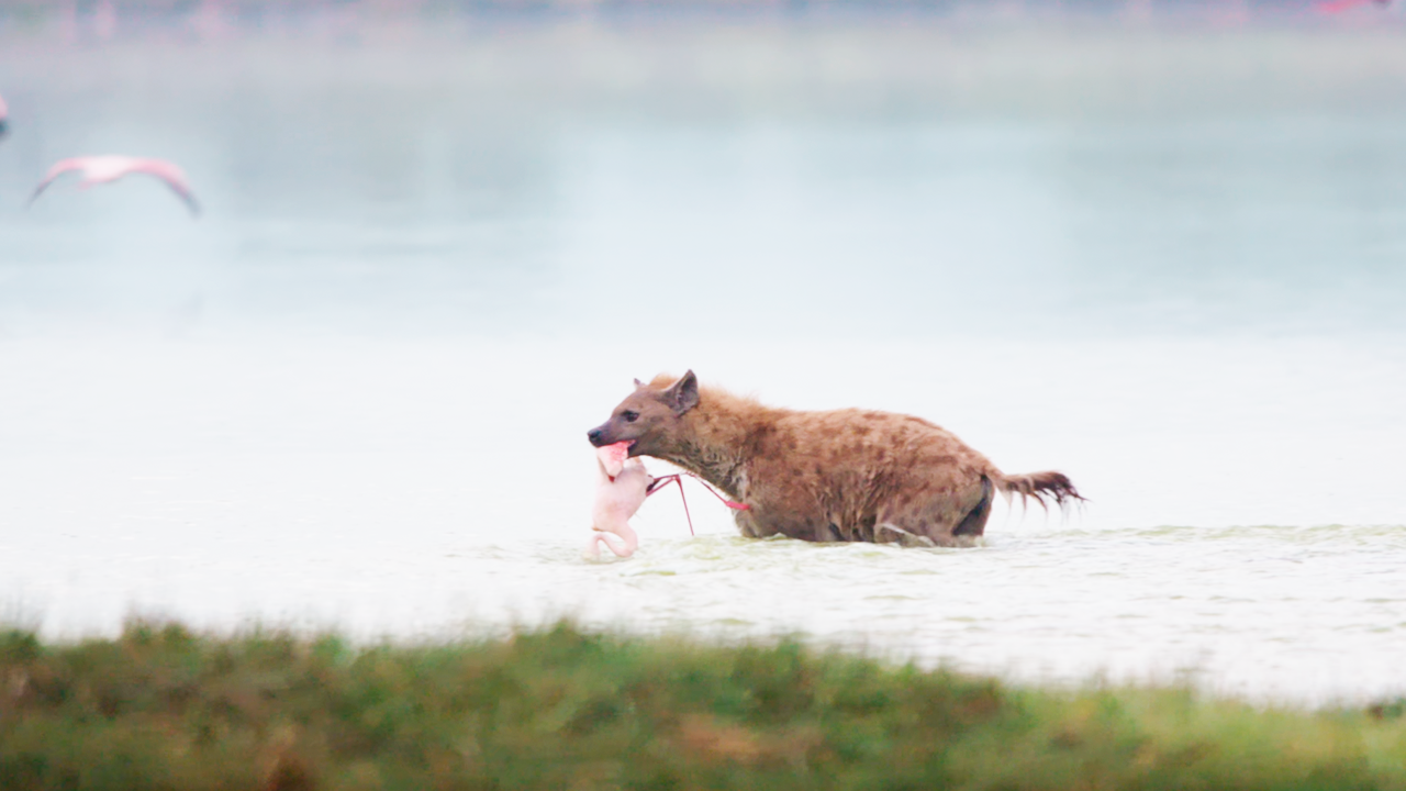 Rare hunting footage was captured on camera