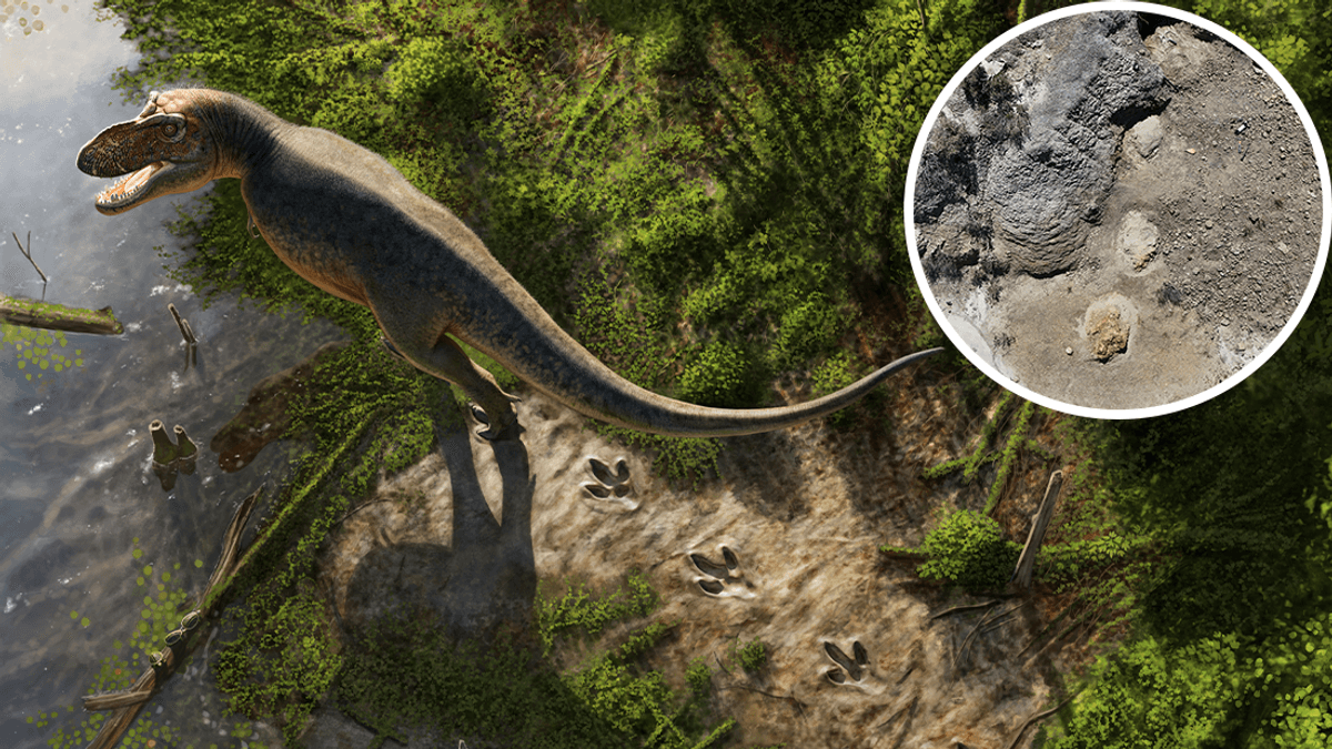 World's first adult T rex trackway with 4-meter stride discovered by high school teacher