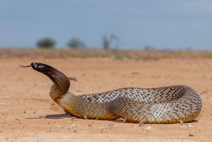 It contains some of the world’s deadliest animals, from snakes to ...