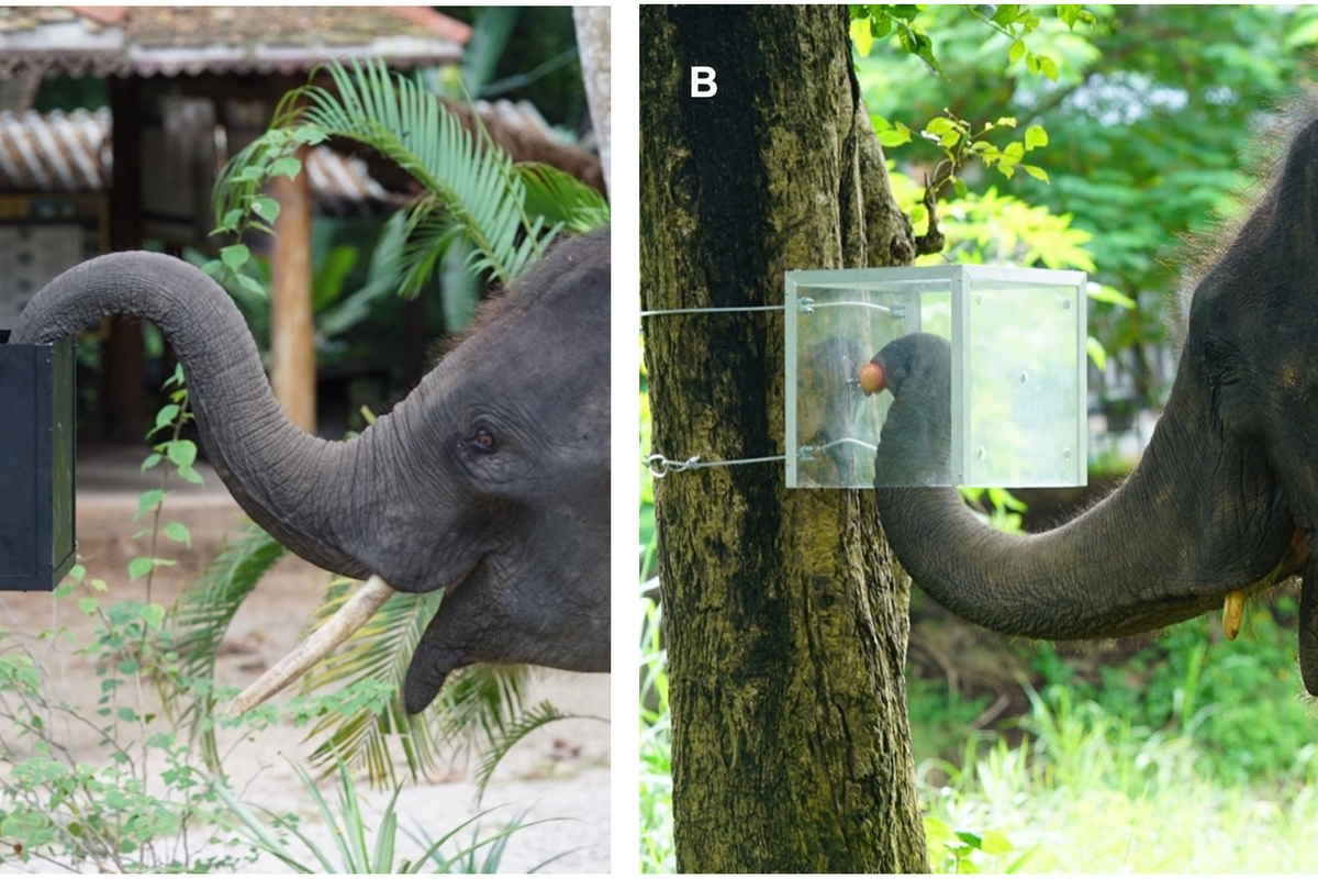 Scientists surprised to find Asian elephants can resist impulses