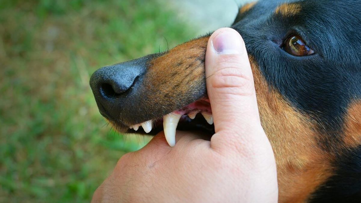 Dog bite but no bleeding? Here's when you still need a rabies vaccine