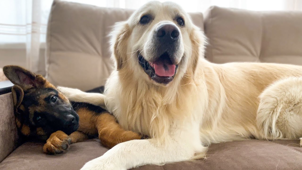 German shepherd puppy chooses a golden retriever buddy