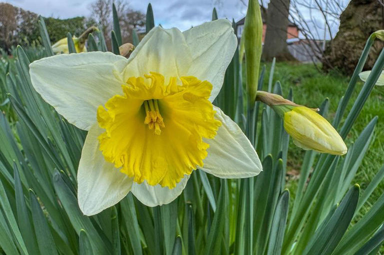 Plant 2 beautiful bulbs now for a gorgeous spring display next year