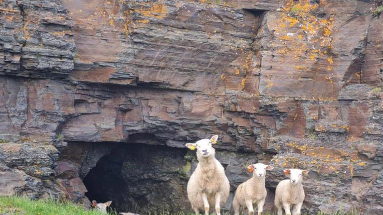  Un equipo científico halla un fósil de hace 560 millones de años en medio de un campo de ovejas 