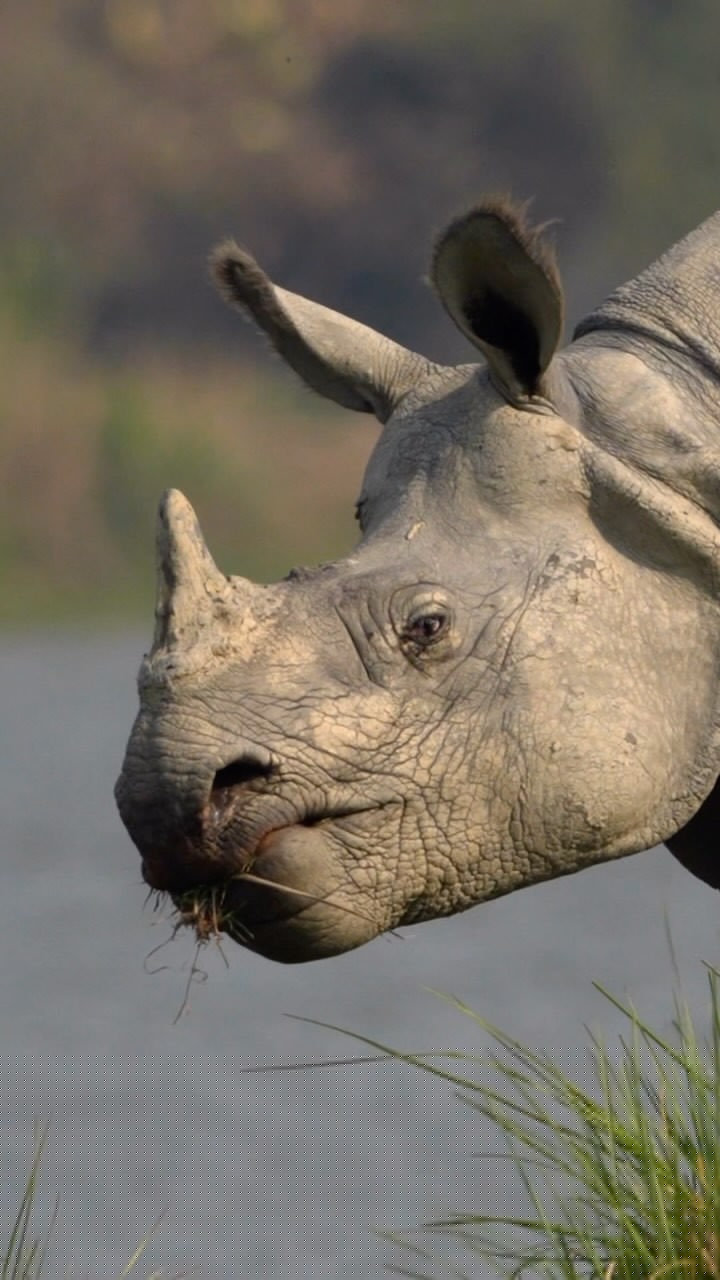 A rare rhino encounter in Kaziranga