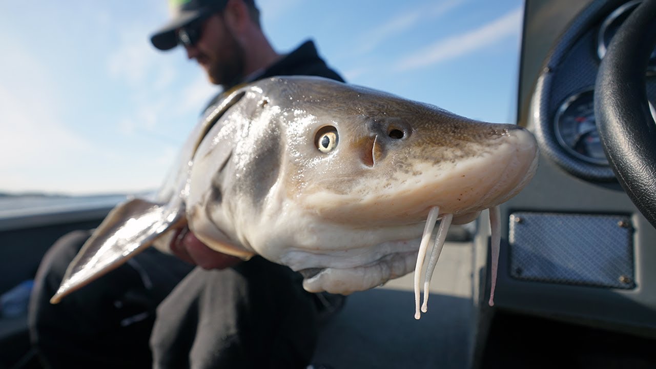 Legendary giant fish caught on light line