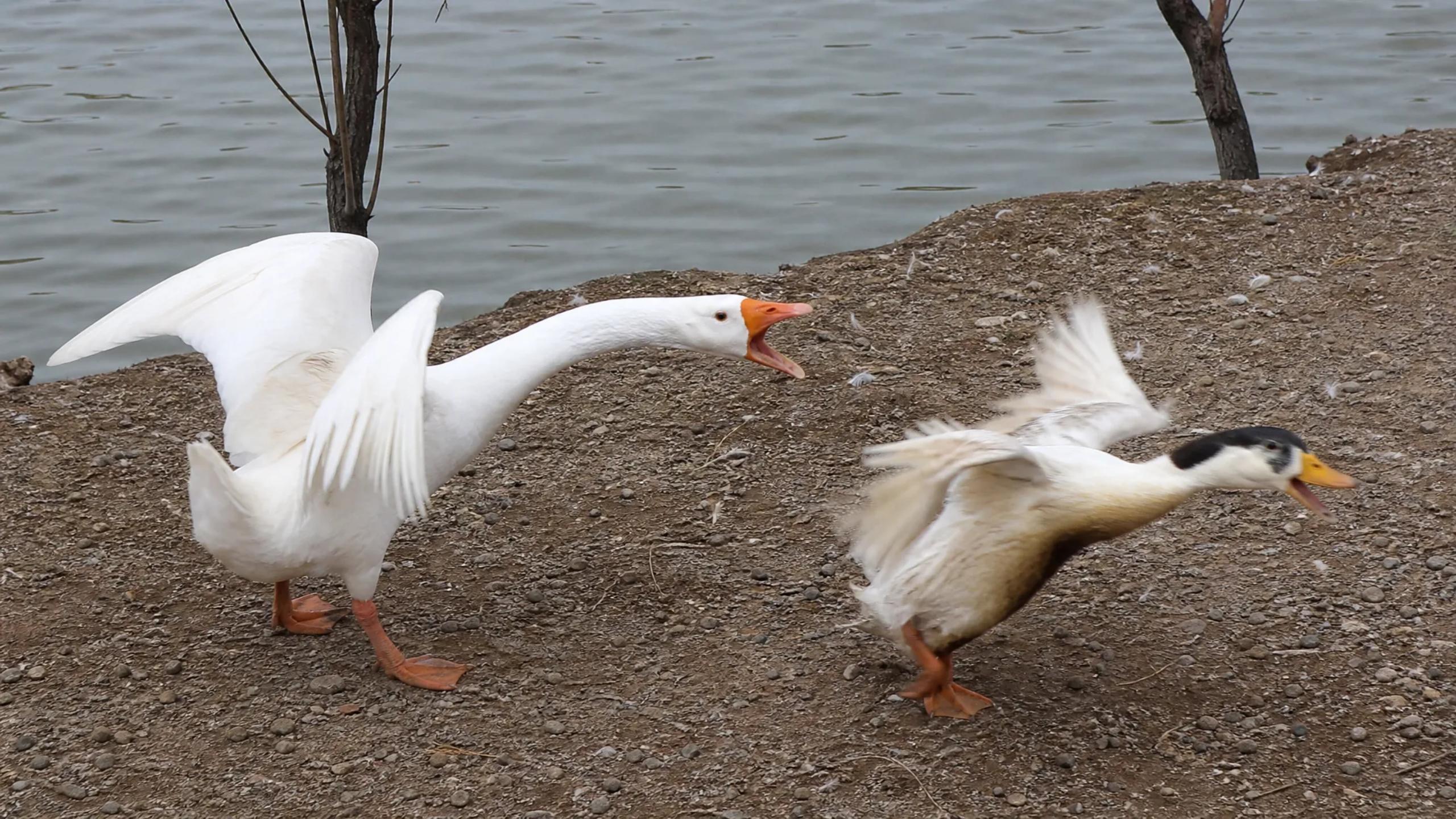 Sneaky duck thought sneak attack worked until angry goose swung full ...