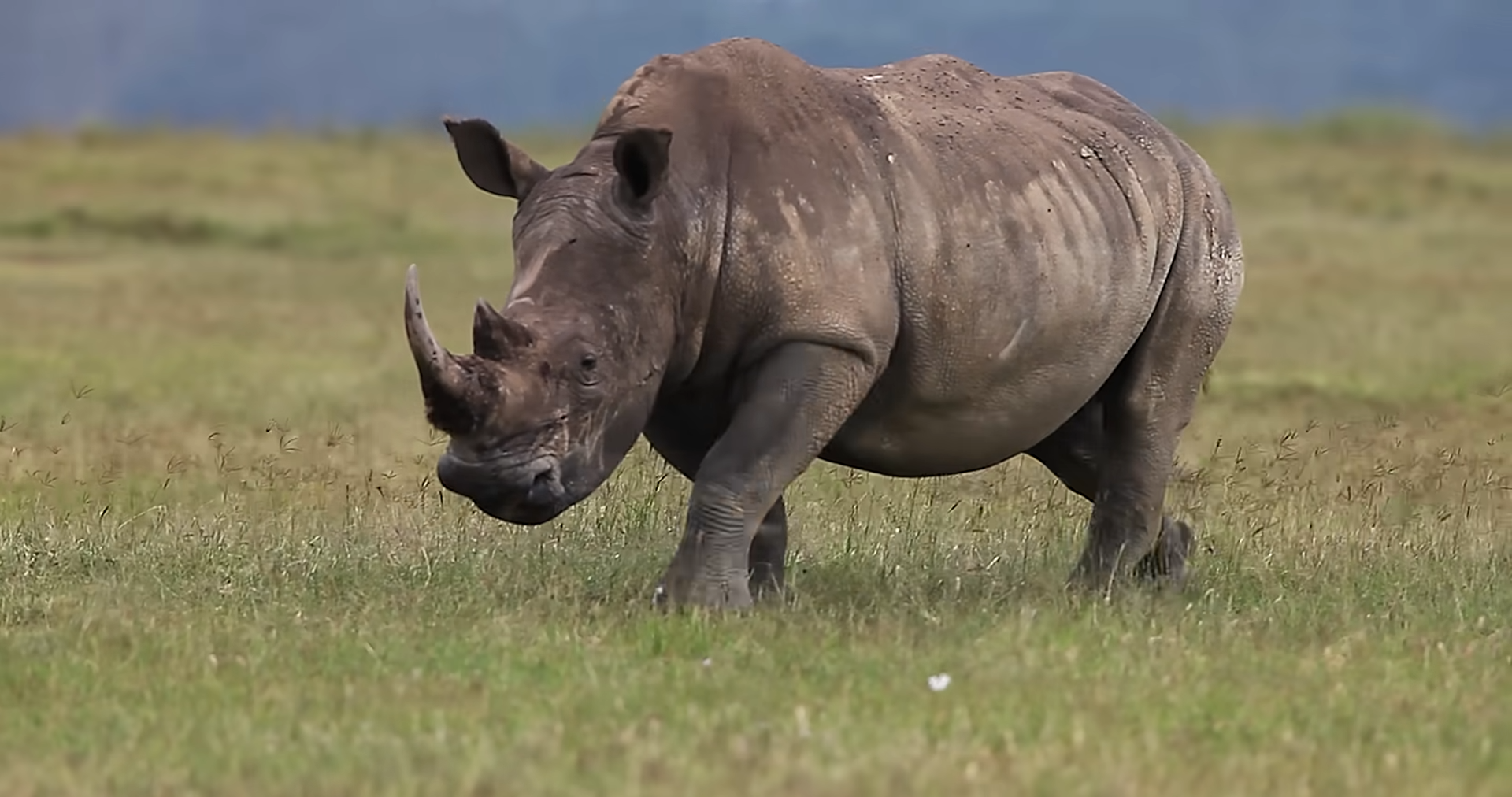 Watch what happens when a 5-ton unicorn faces a predator