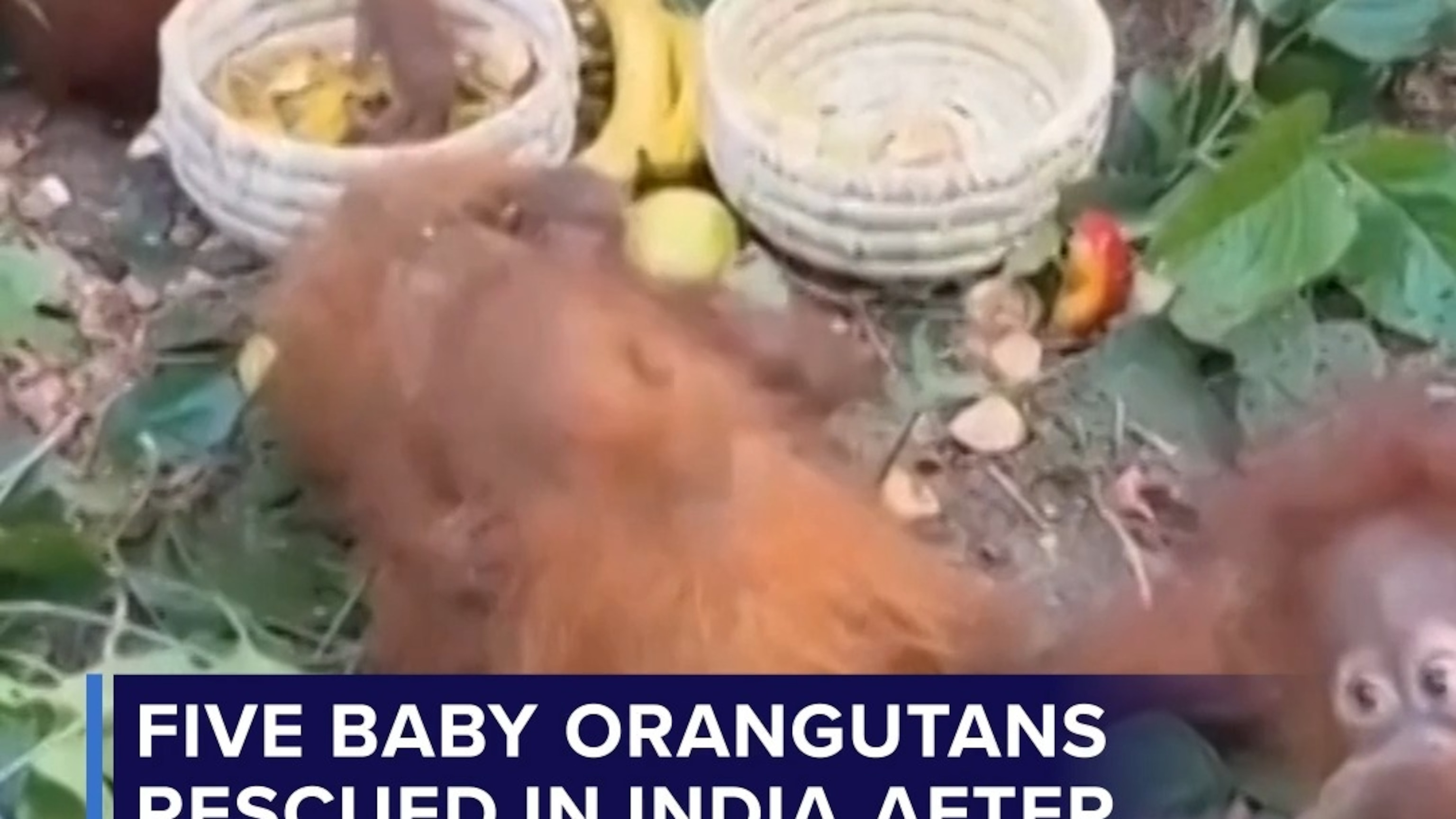 Five baby orangutans rescued in India after possible smuggling