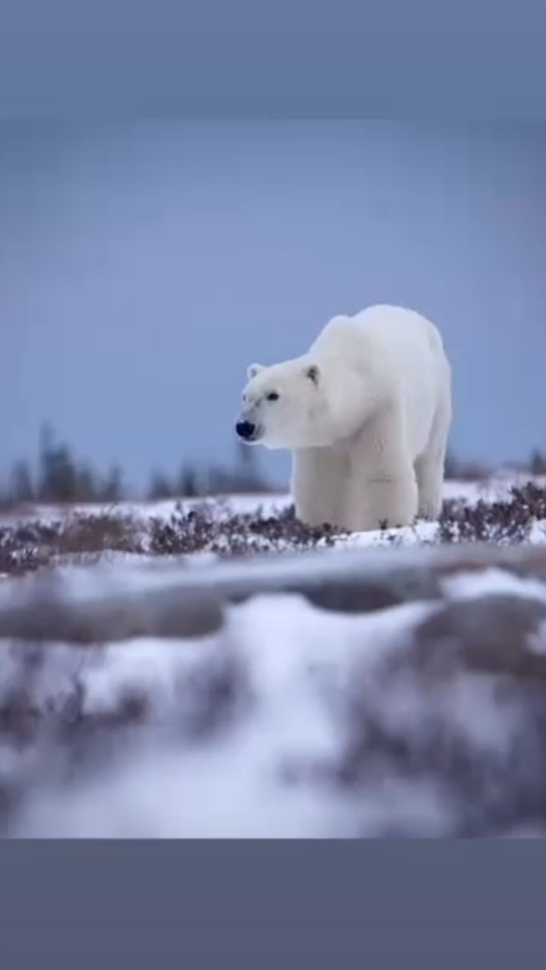 Protecting polar bears: The fight to save their Arctic habitat