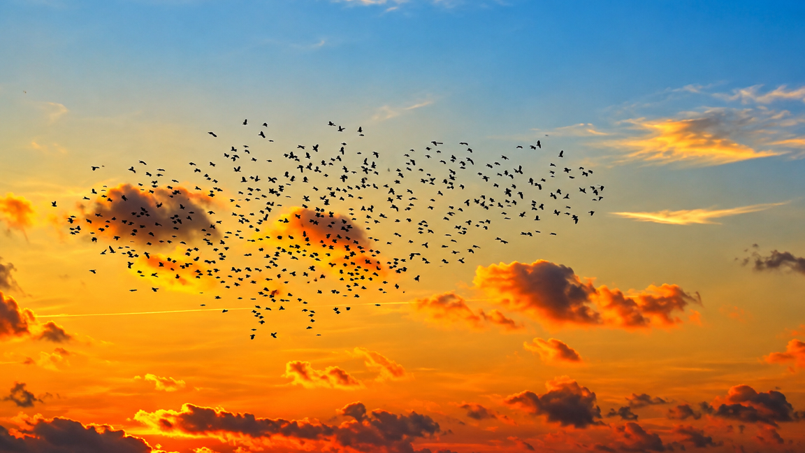 Hundreds Of Birds Fly Together Across The Evening Sky