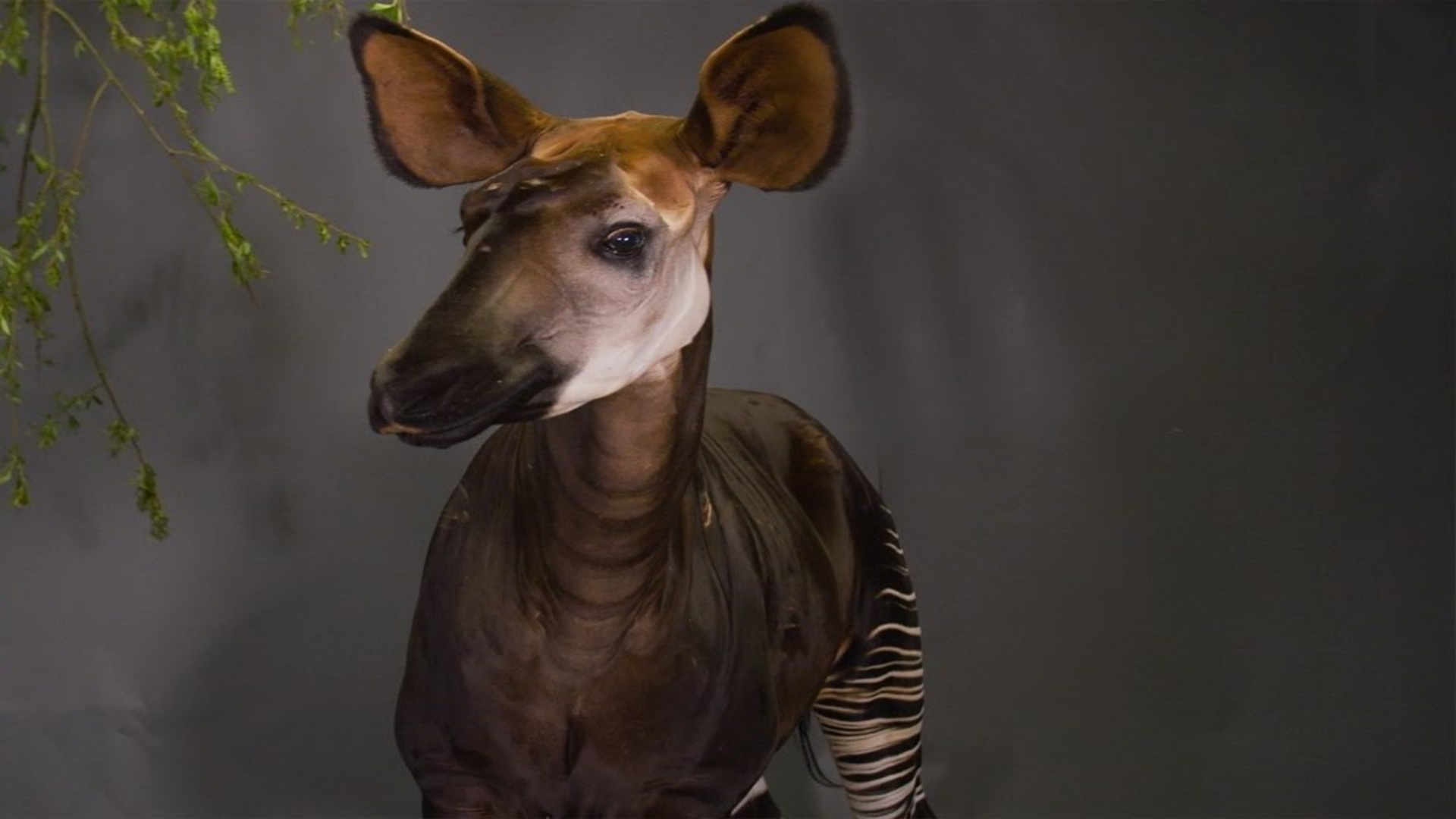 Meet the okapi, the giraffe's secretive forest relative