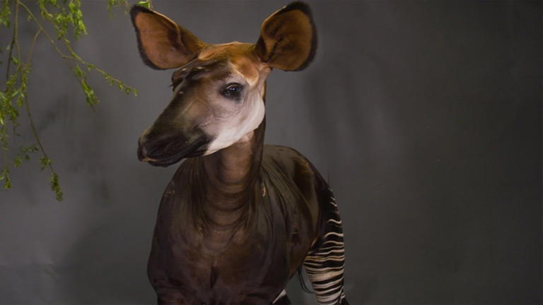Meet the okapi, the giraffe's secretive forest relative