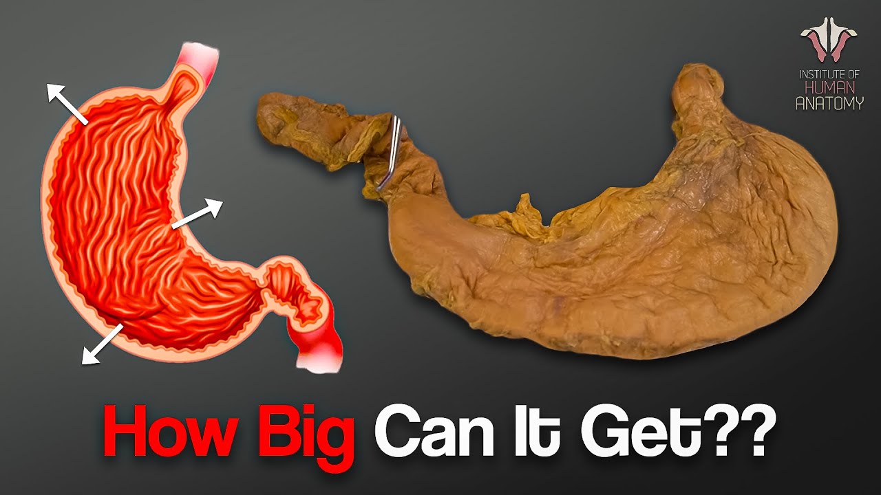 How much food can the human stomach hold?