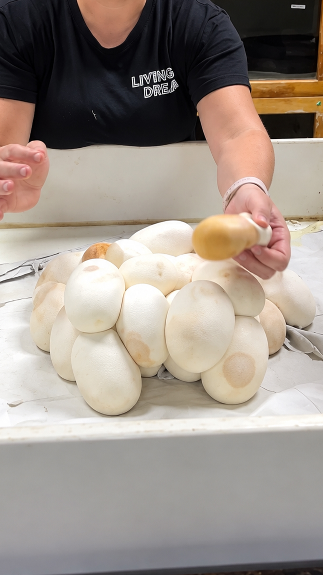 Fertile vs infertile snake eggs explained during incubation preparation