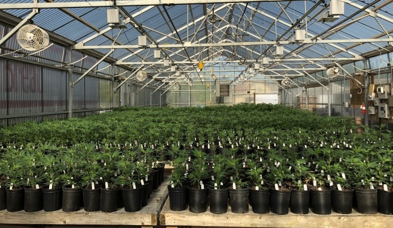 Growing hemp industry would go up in smoke under federal ban, Portland ...