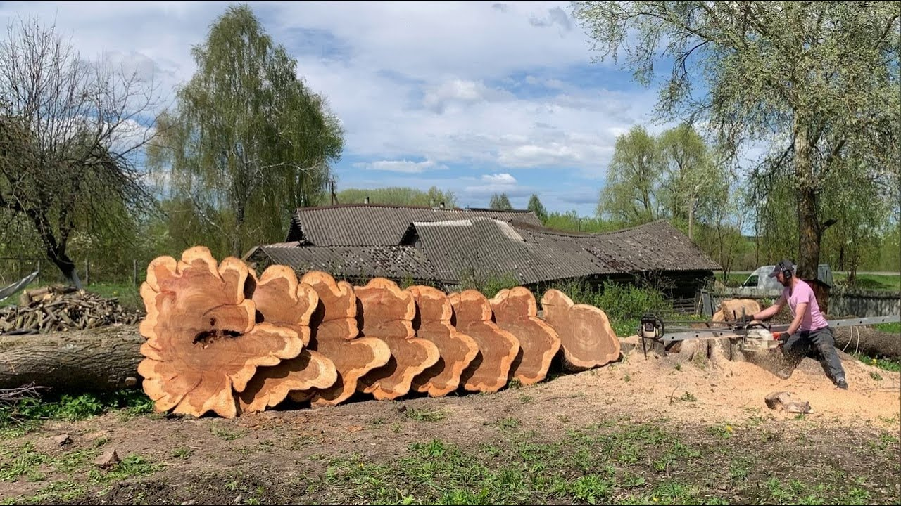 Elm stump puts a chainsaw removal method to the test