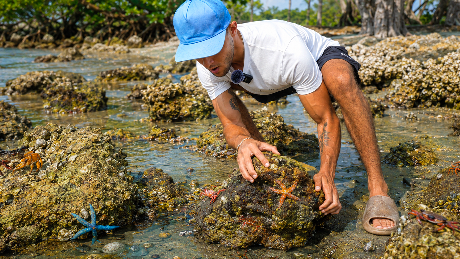 Finding hidden sea creatures under beach rocks