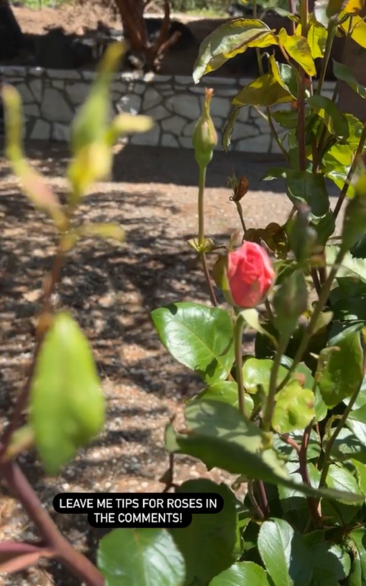 Rose growing tips for a healthy garden