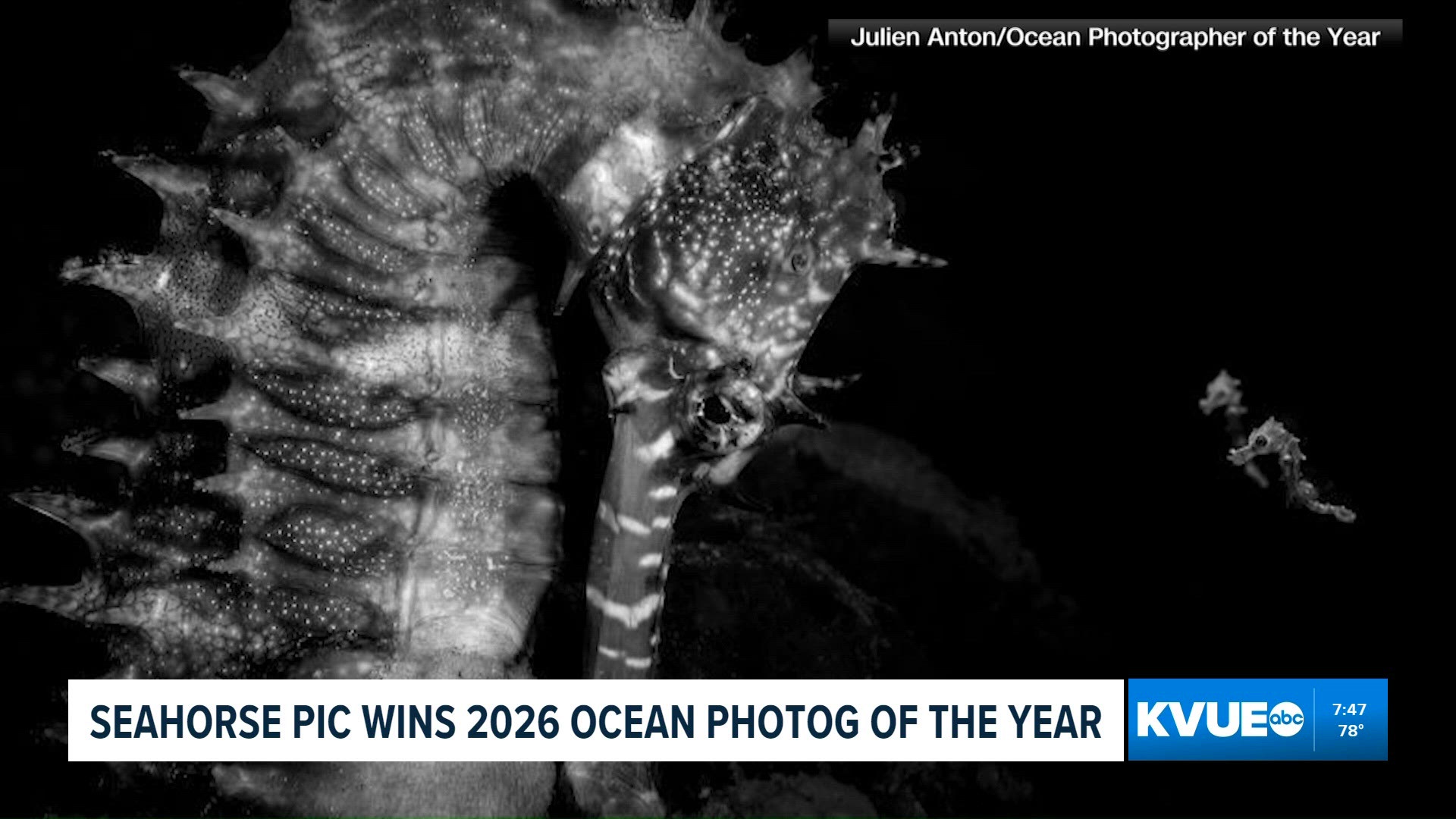 Oceanographic Magazine names 2026 'Ocean Photographer of the Year'