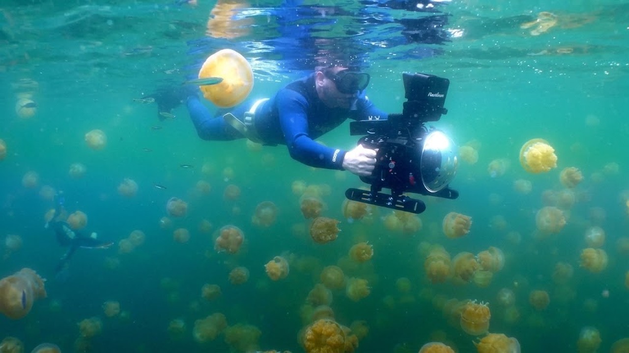 They flew across the world to dive Palau - then found shark-filled ...