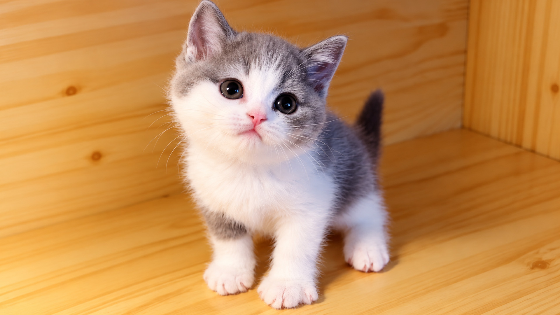 Curious gray kitten explores the wooden shelf
