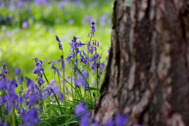Plant 2 beautiful bulbs now for a gorgeous spring display next year