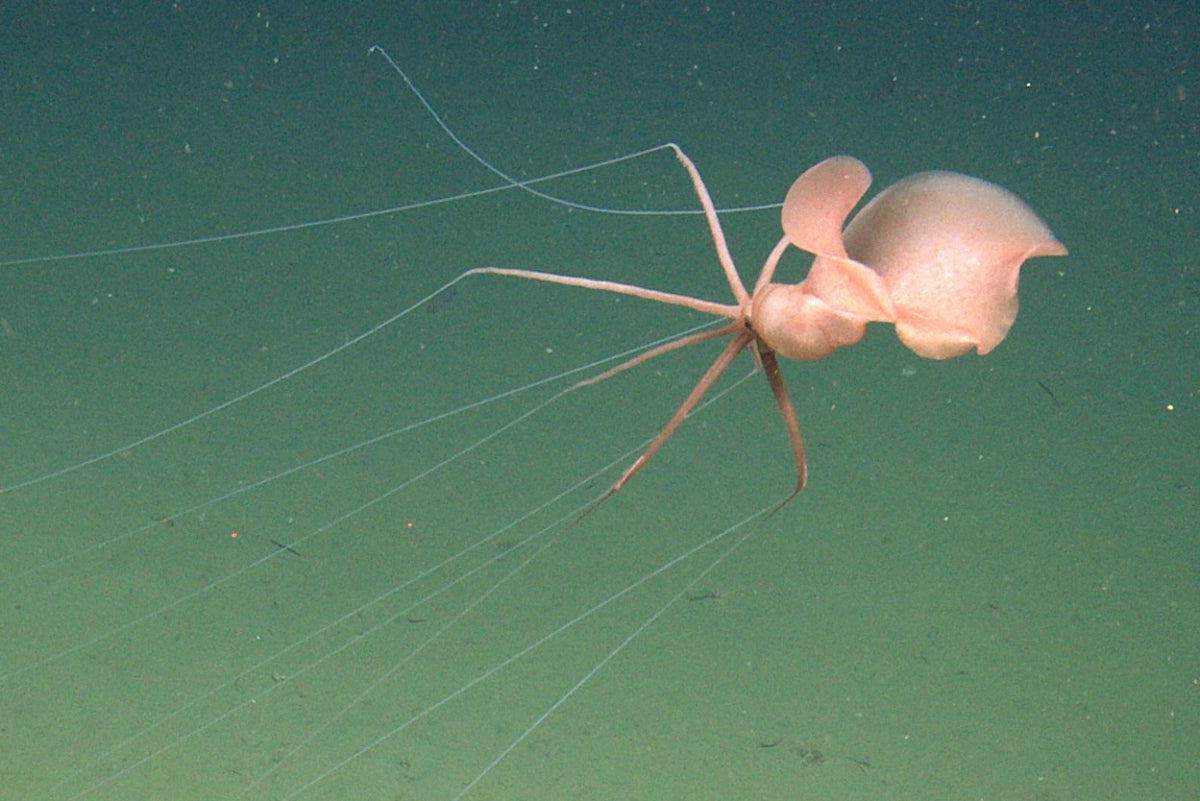 Deep-sea squid captured on video for first time off California coast