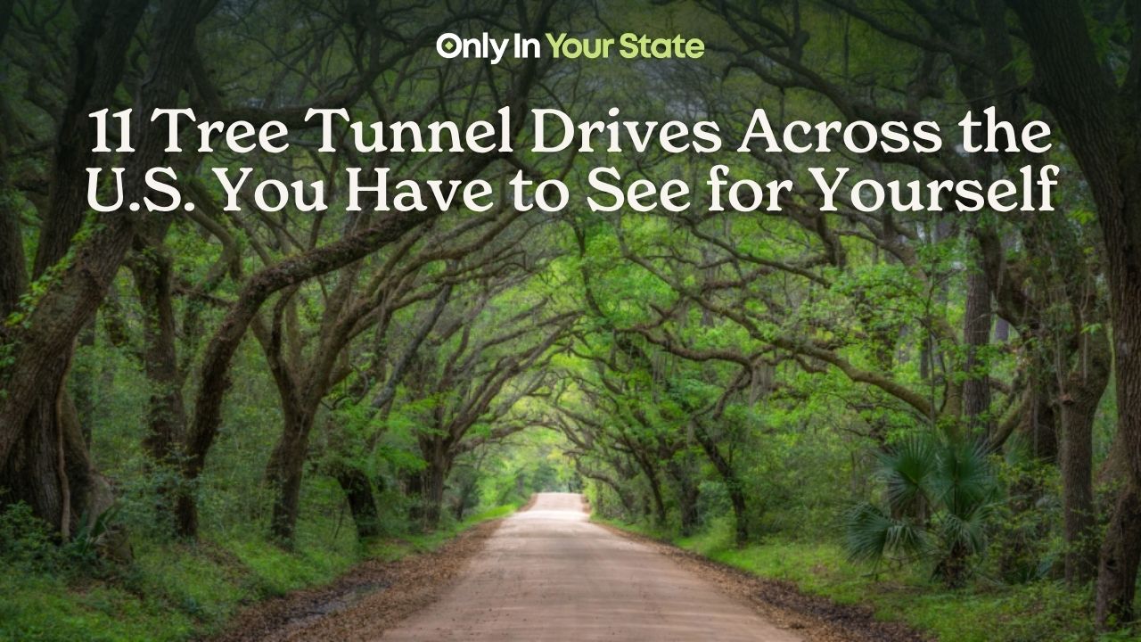 11 tree tunnel drives across the US you have to see for yourself