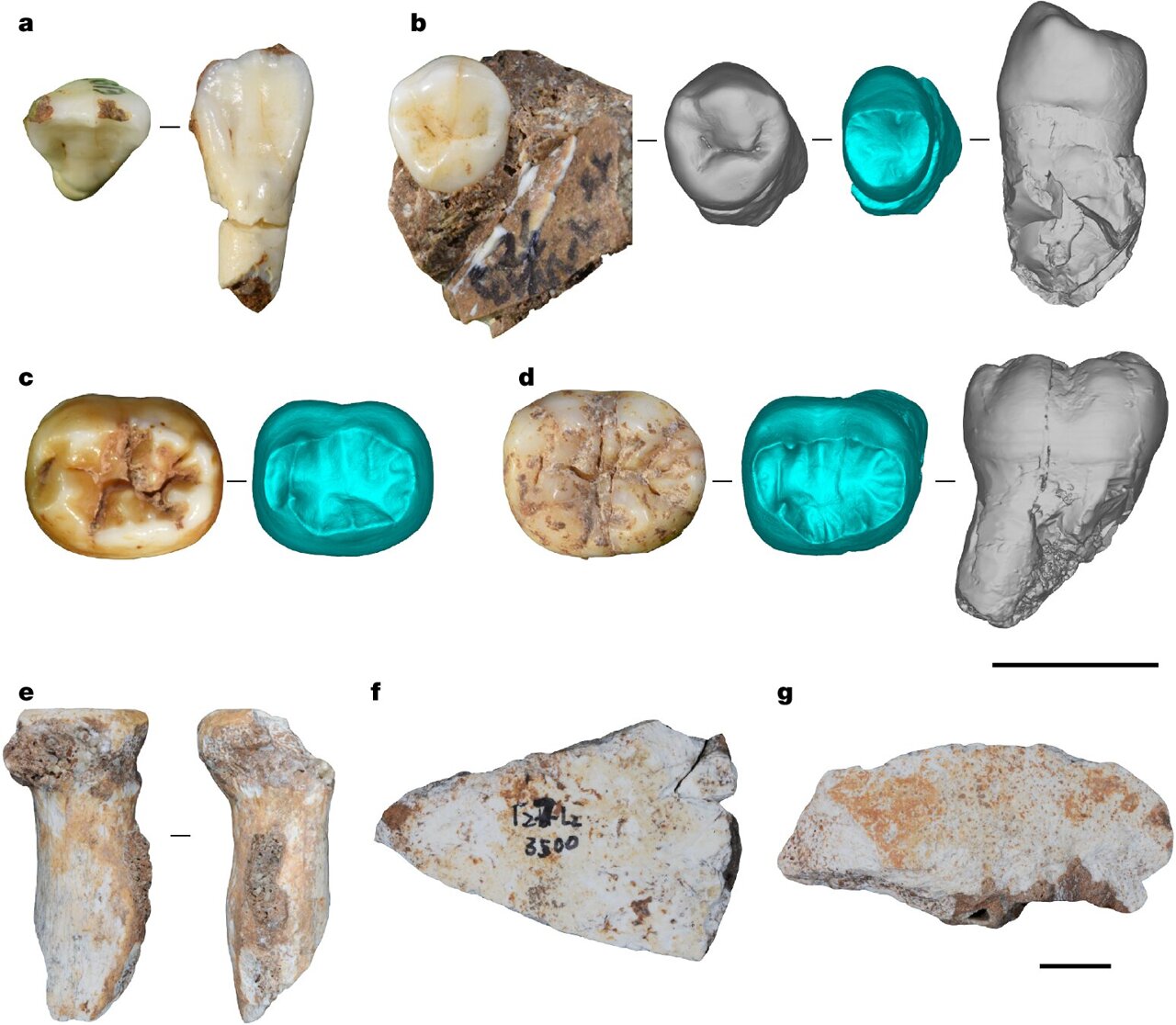 Chinese cave traces Denisovan hunting and adaptation across 120,000 years