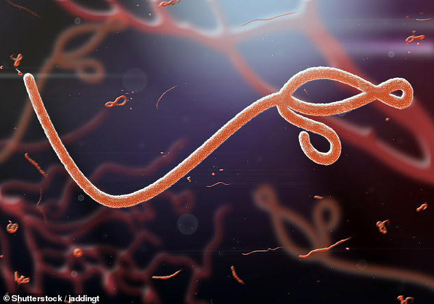 Above is a stock image of the Ebola virus. It has a fatality rate of between 25 and 50 percent