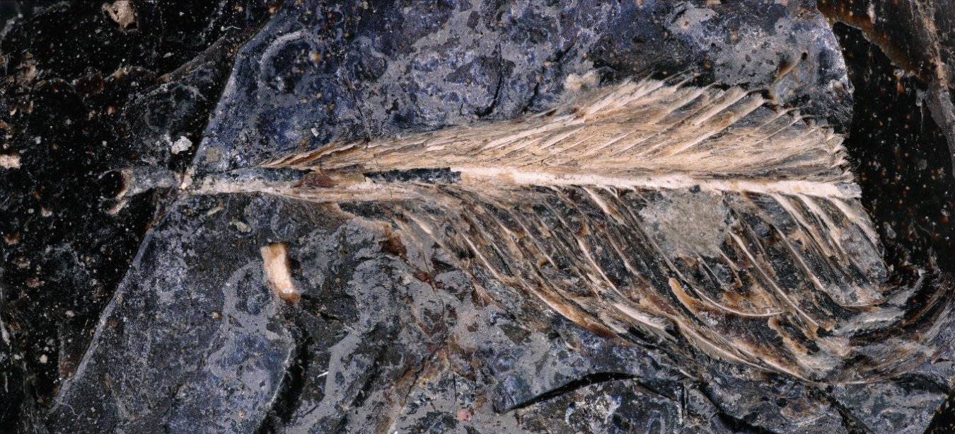 Exquisite 66-million-year-old bird feather preserved in dinosaur dropping