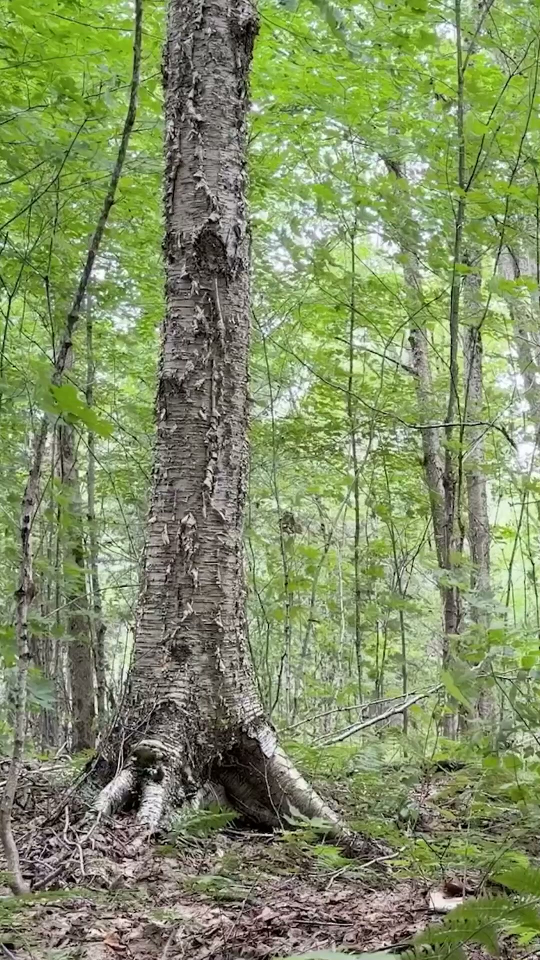 Years on a birch: how chaga grows ⏳🍄
