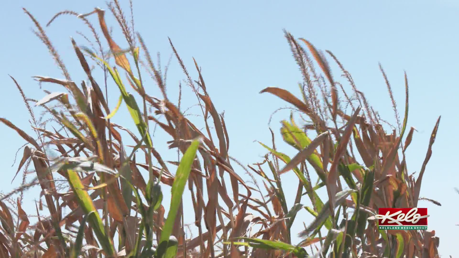 Mount Rushmore-themed corn maze opens near Salem
