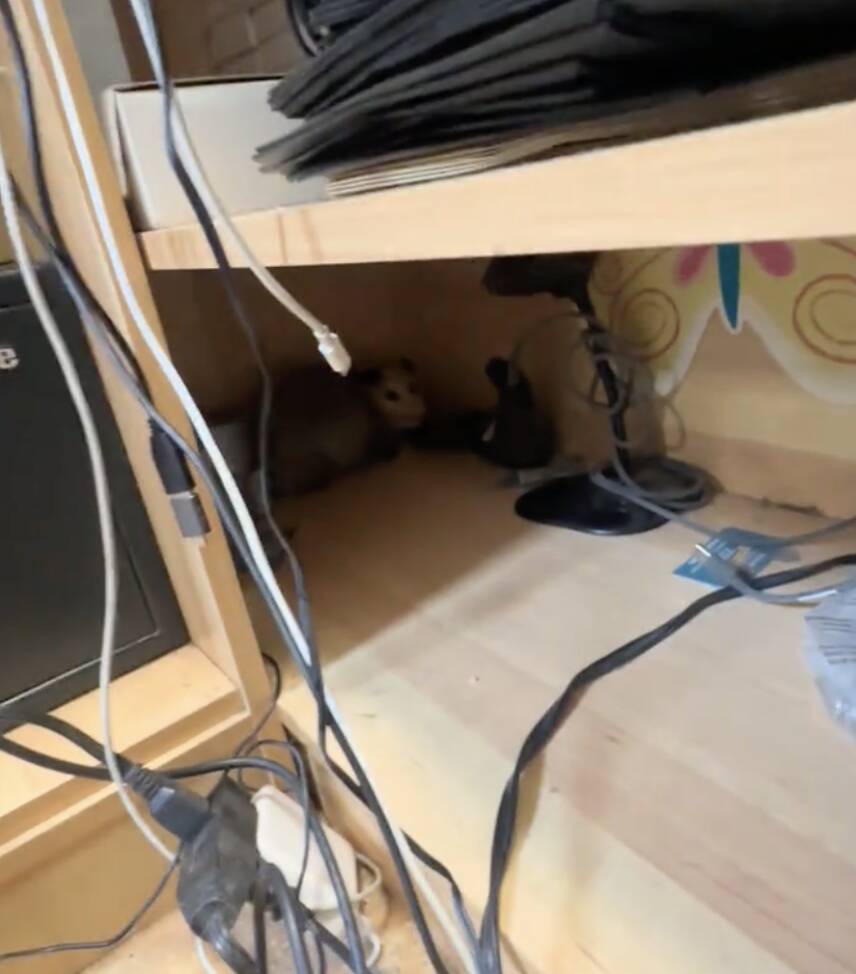Boutique owner looks under desk and finds a wild animal hiding there