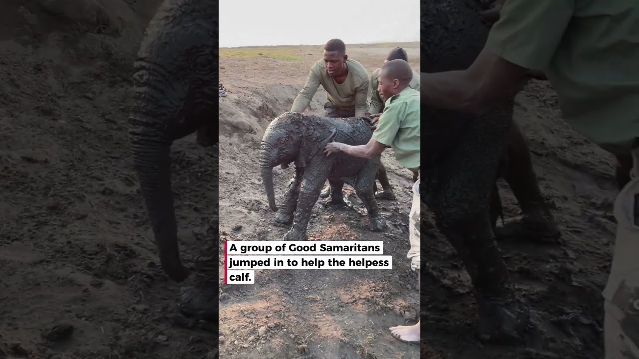 We waded in to save a 4-week-old calf 💪