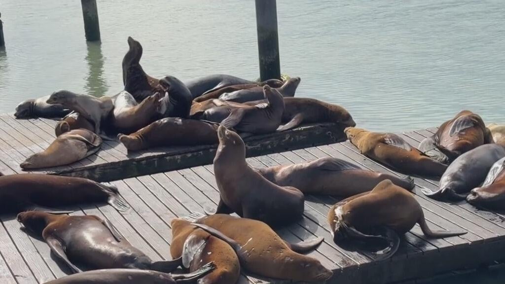 surge-in-sick-sea-lions-signals-troubling-changes-in-california-s